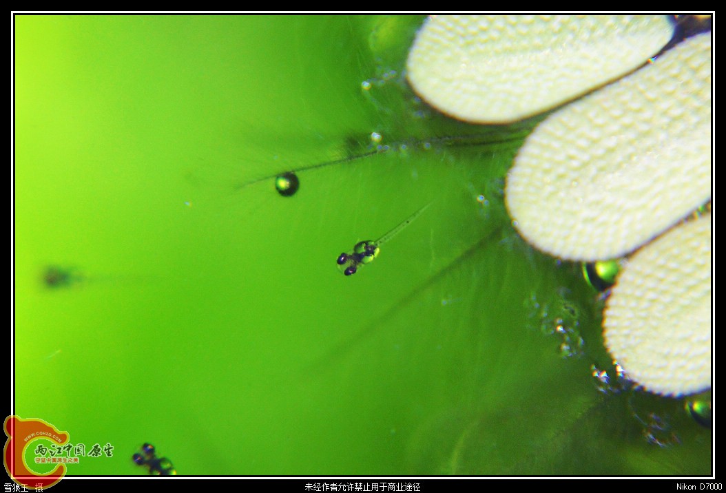 DSC_9584_副本.jpg