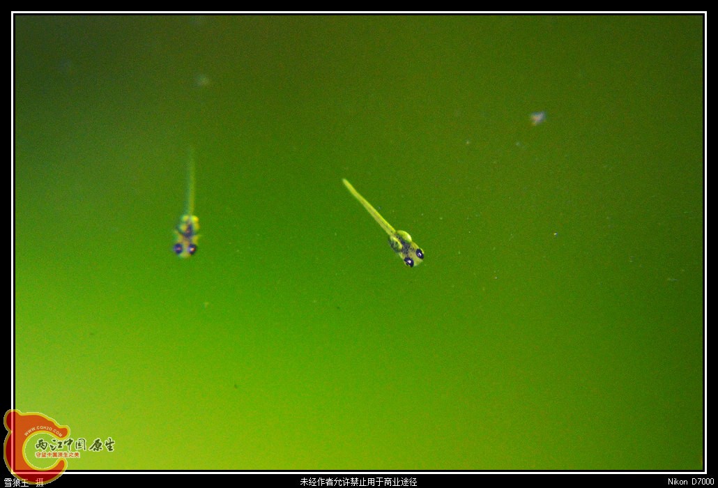 DSC_9580_副本.jpg