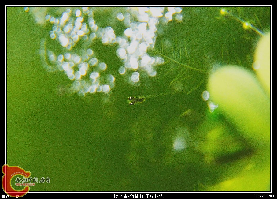 DSC_9579_副本.jpg