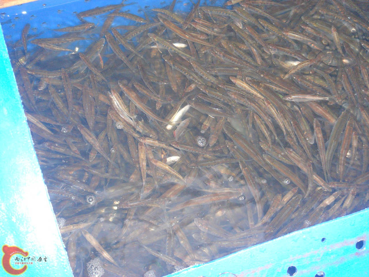 DSC06089.JPG