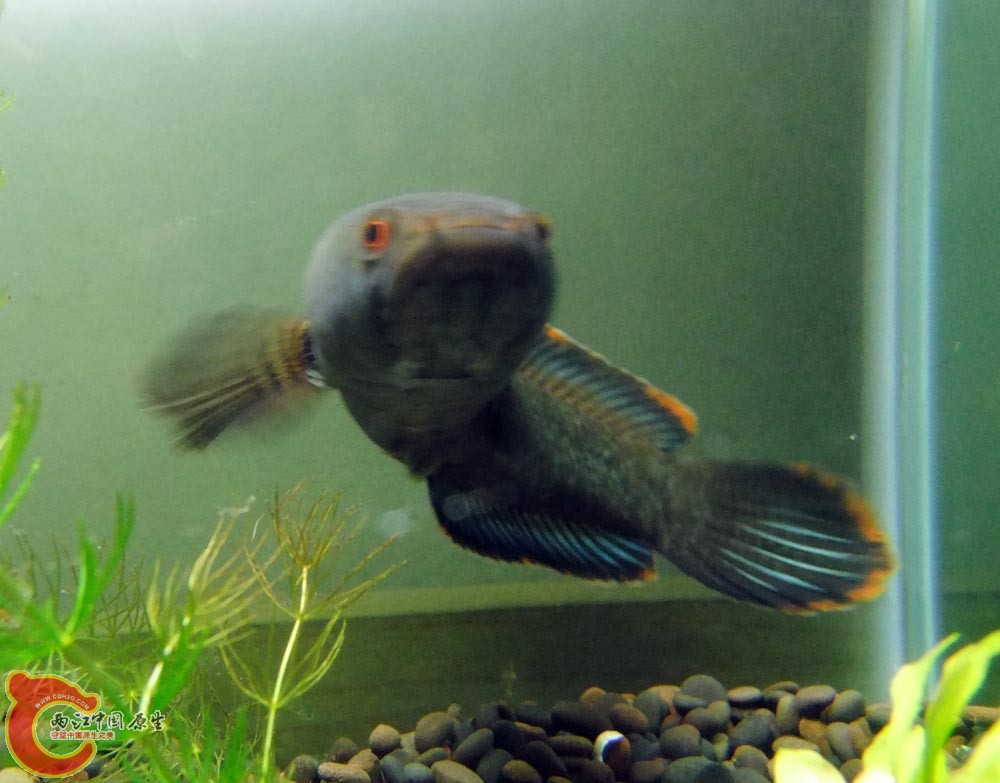 DSCF9140.jpg