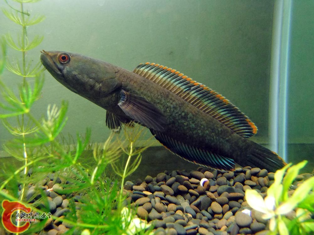 DSCF9138.jpg