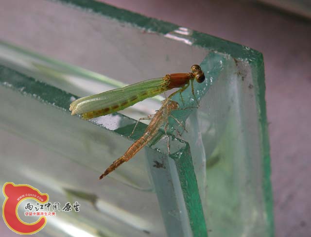 蜻蜓b.JPG
