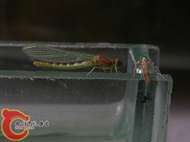蜻蜓c.JPG
