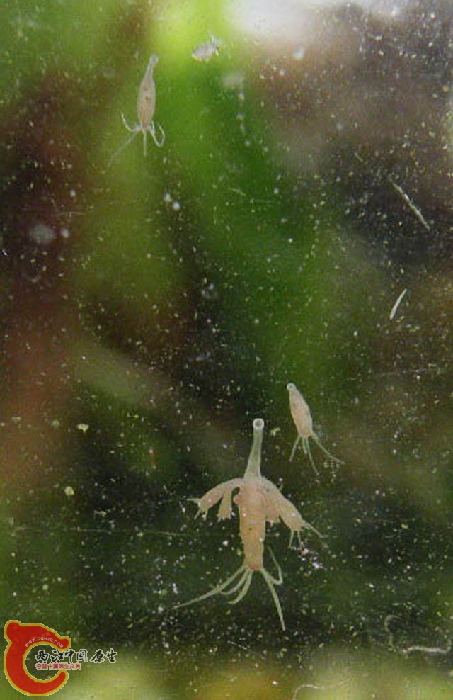 水螅b.JPG