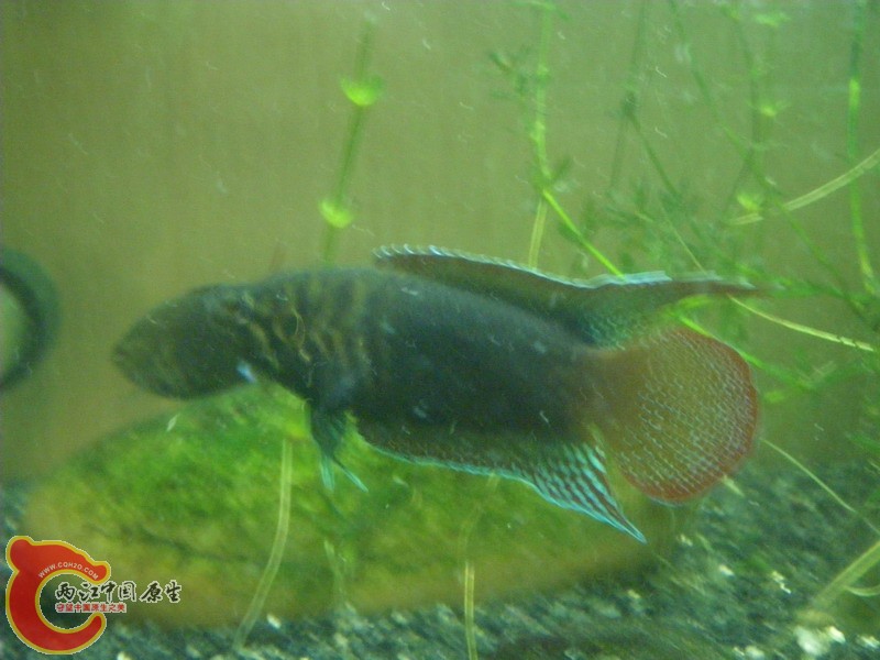 IMGP3113_缩小大小.JPG