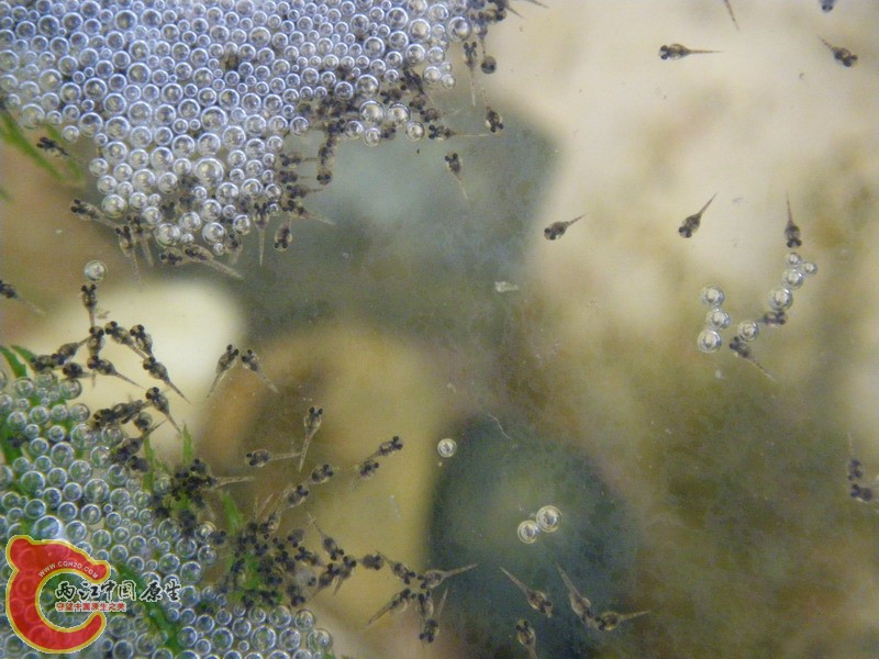 IMGP3100_缩小大小.JPG