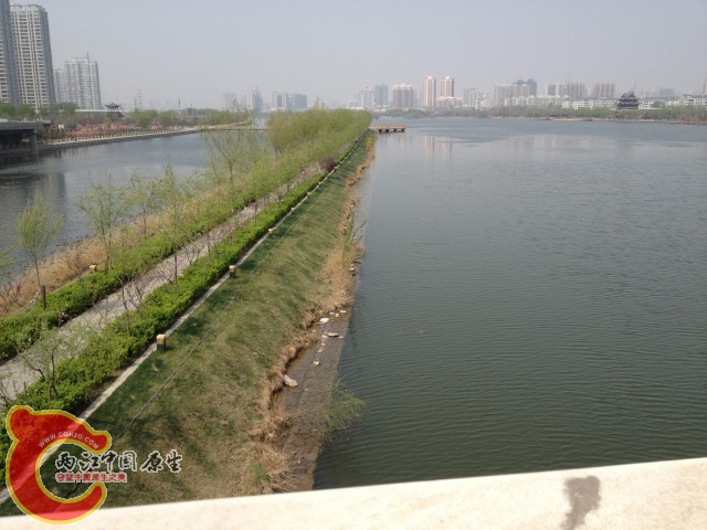 太原的河，看上去不错，只见到鲤鱼和鲫鱼