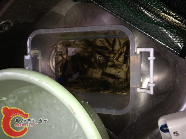 一次上海新江湾野采