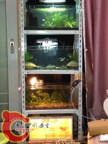 我的缸