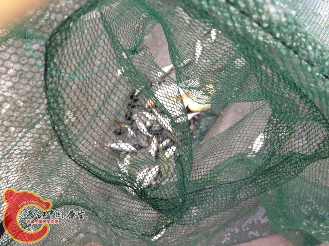 10分钟就这么多麦穗。最后一笼时出了一条我认识的旁皮。