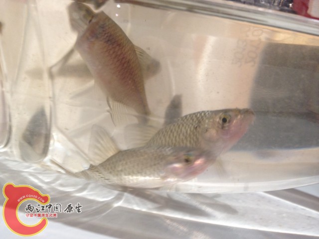 麦穗也很漂亮啊，脸颊分红