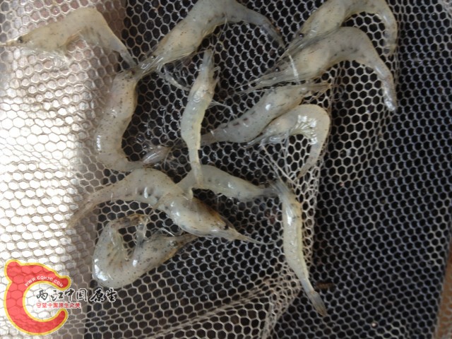 虾米在一段时间内一起死。。水质很重要
