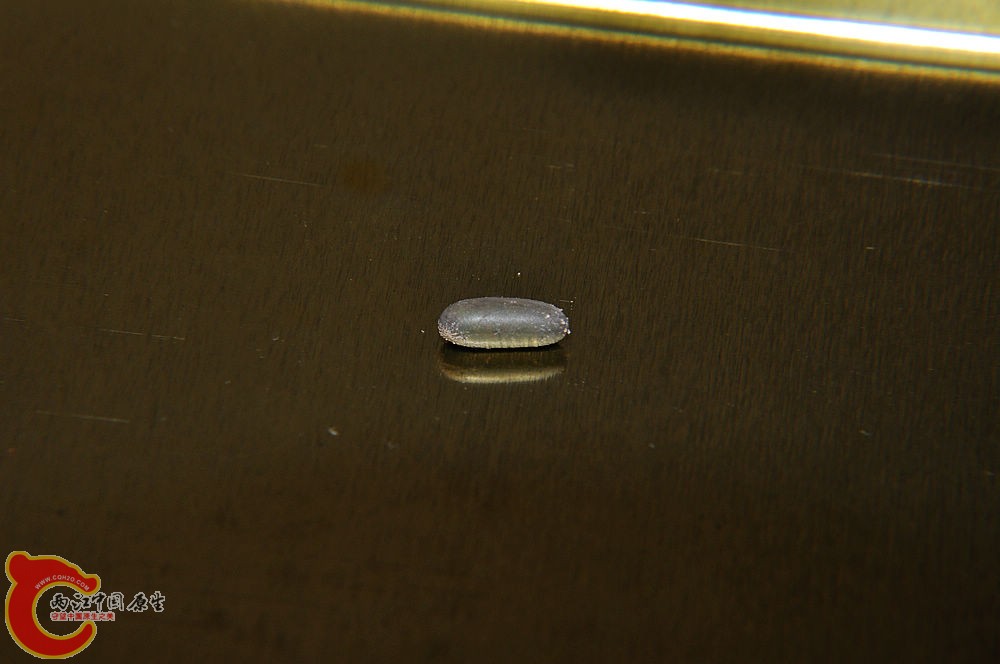 DSC_0004.jpg