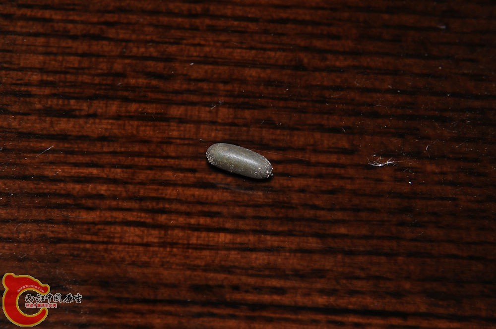 DSC_0012.jpg