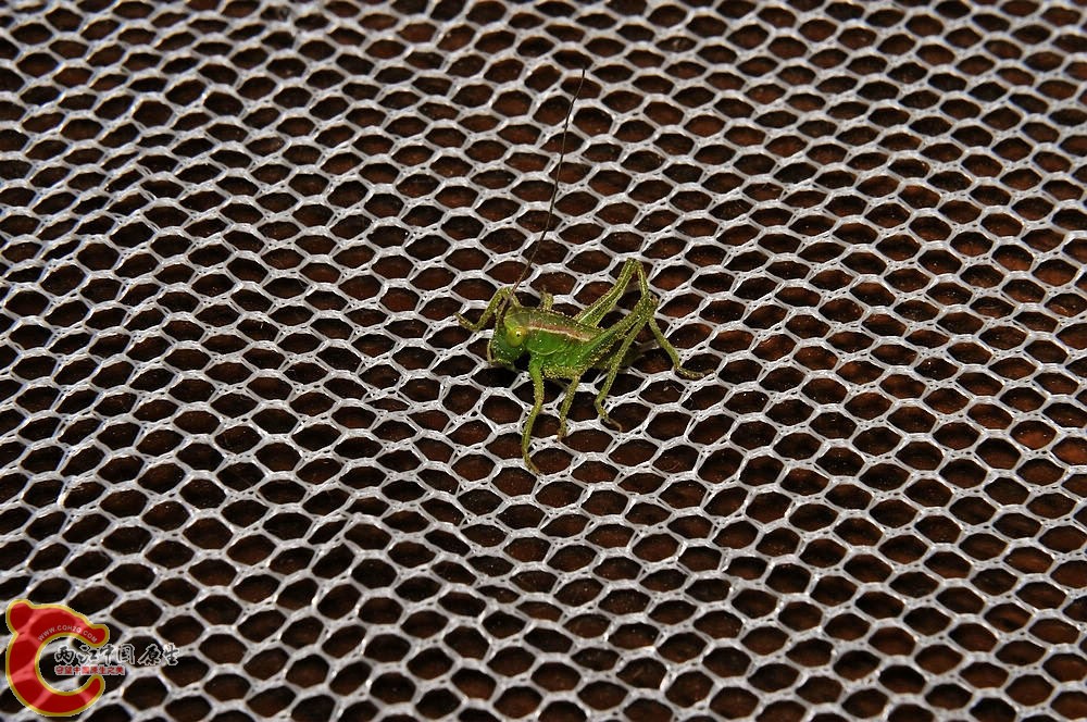 DSC_0013.jpg