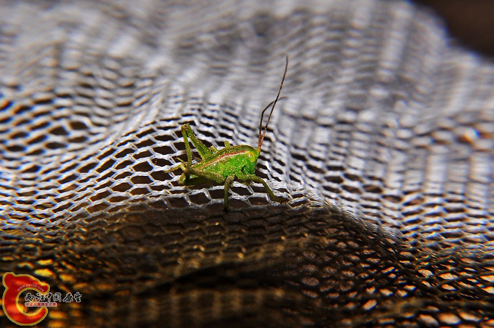 DSC_0040.jpg