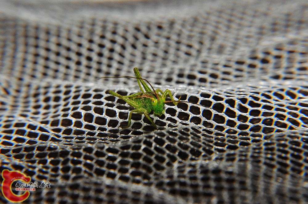 DSC_0071.jpg