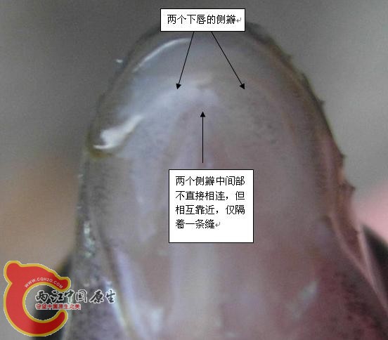 光唇鱼下唇照片及说明.jpg