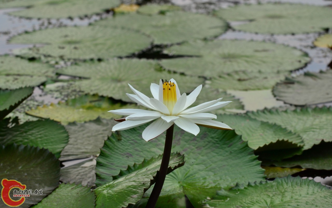 conew_20110925_401.jpg