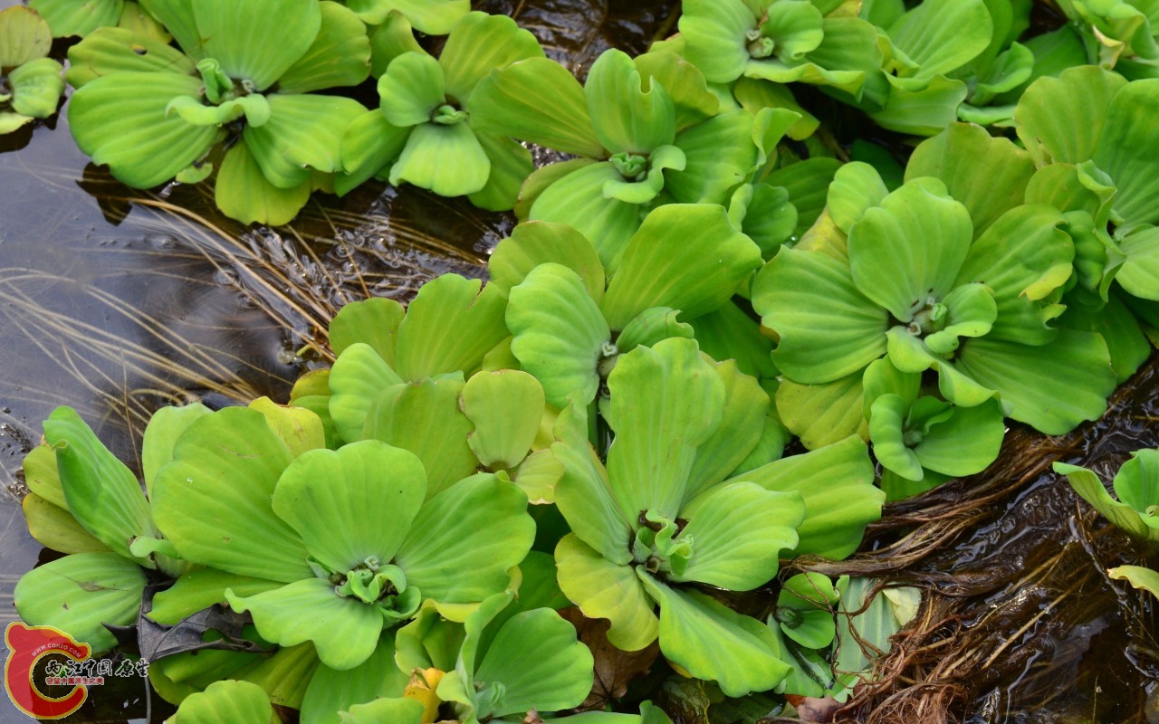 conew_20110925_443.jpg