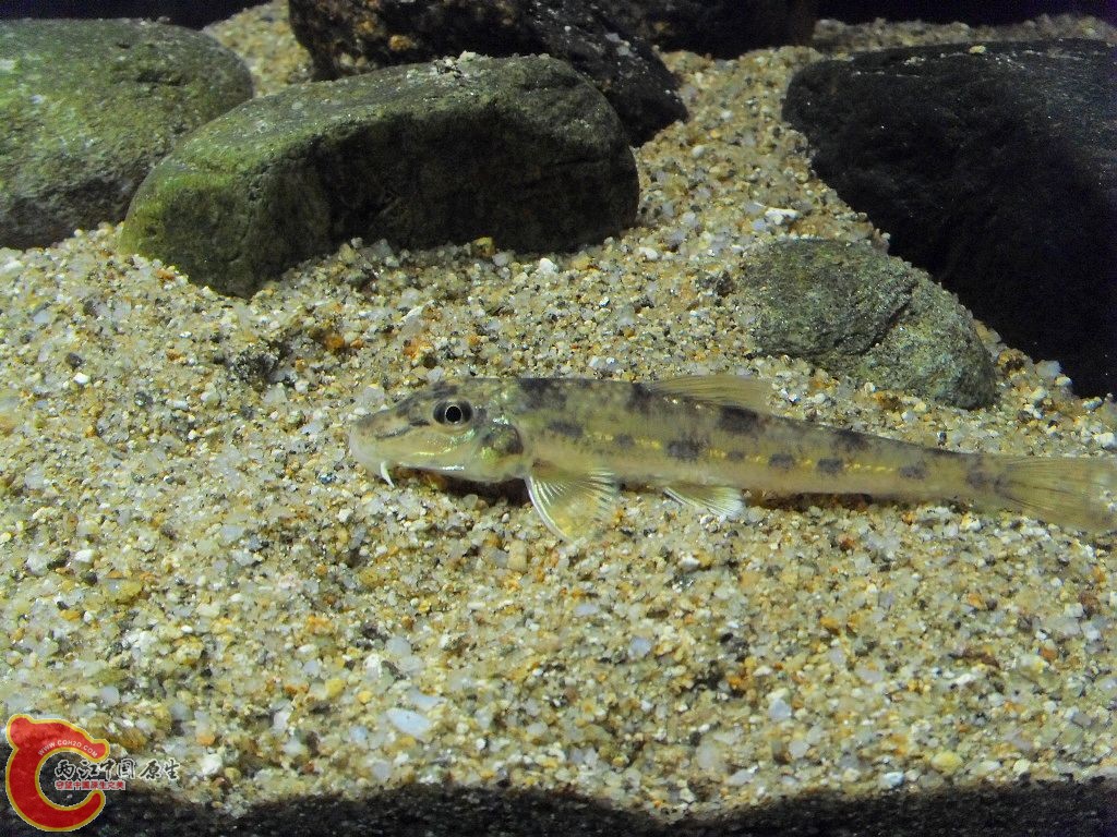 SDC12214.JPG