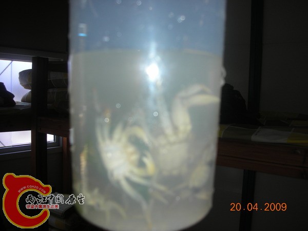 茶杯废了 茶杯废了