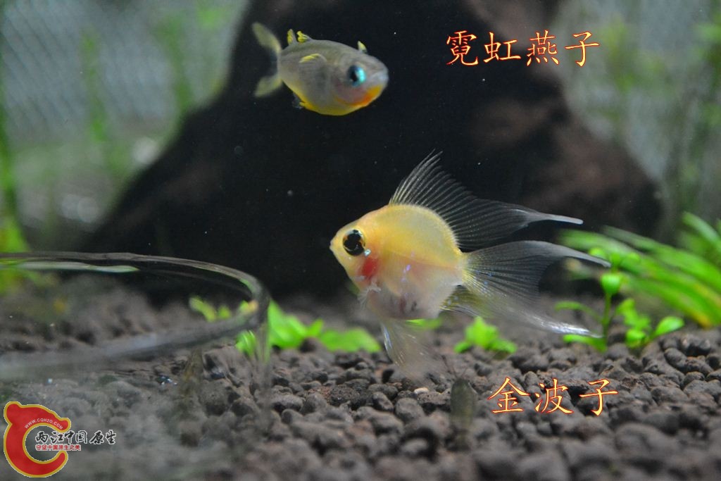 金波子_霓虹燕子.jpg