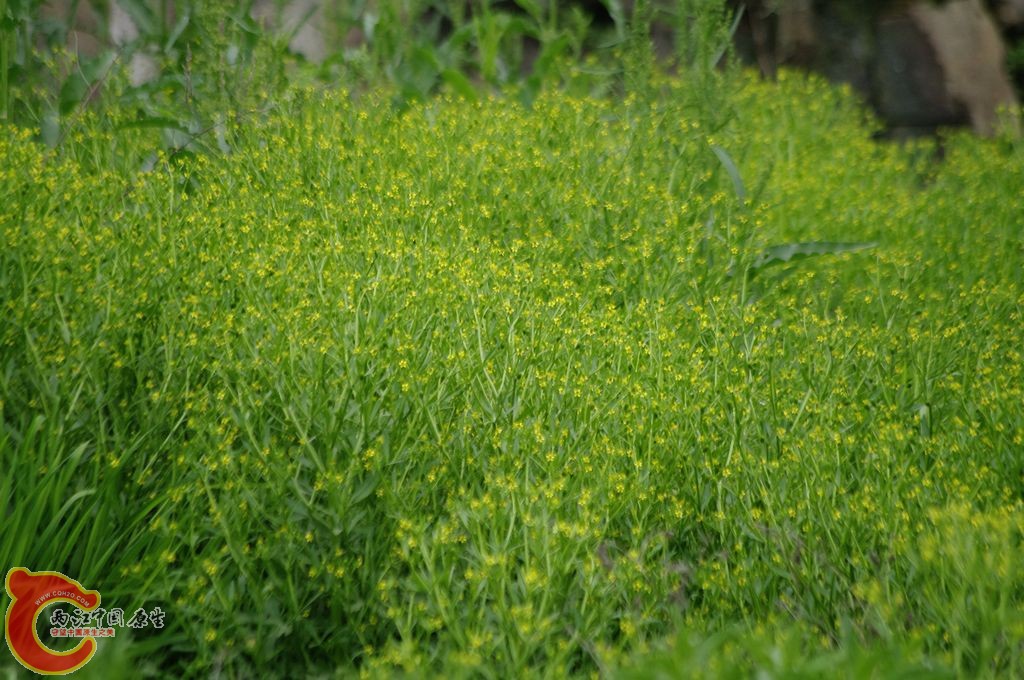 _IGP3958.jpg