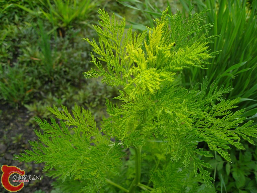 IMG_9008.jpg