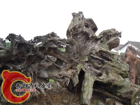 DSCN1096.jpg