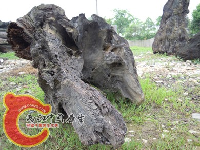 DSCN1101.jpg