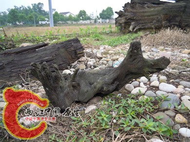 DSCN1111.jpg
