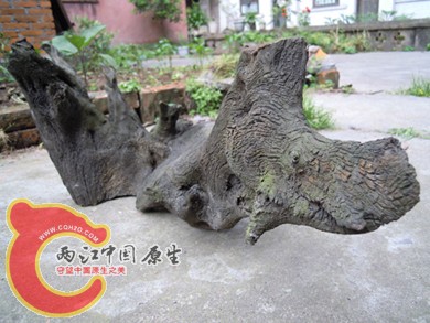DSCN1118.jpg