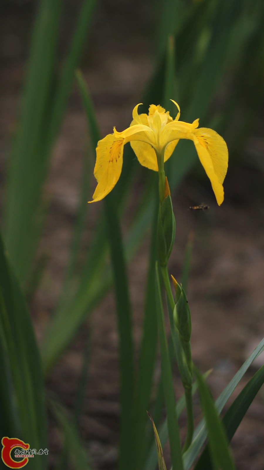 IMG_6971.jpg