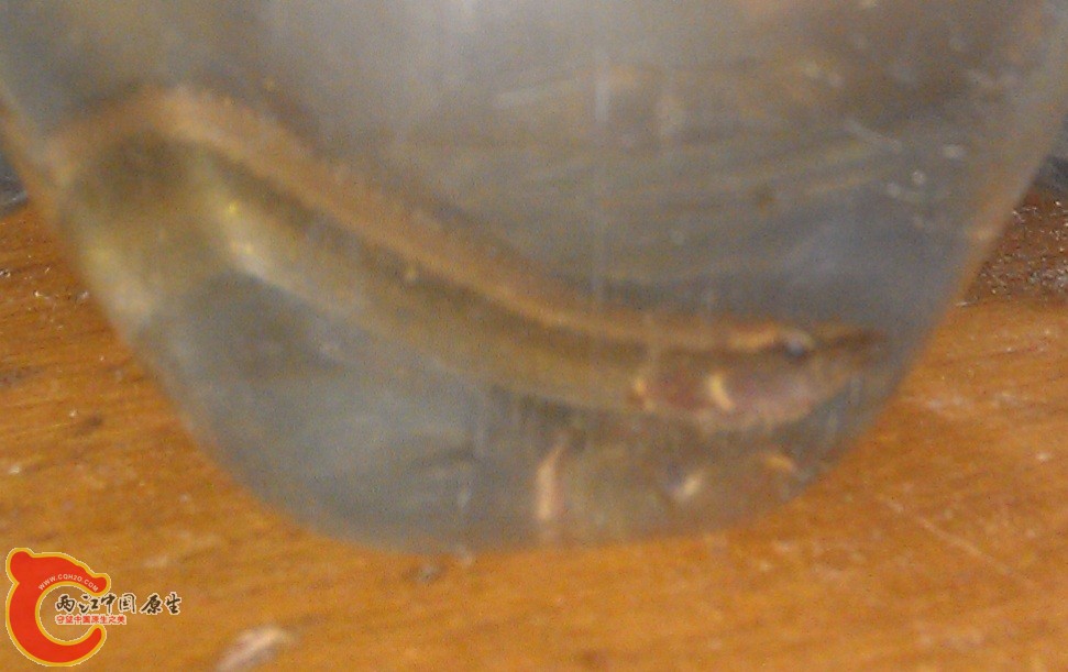野采