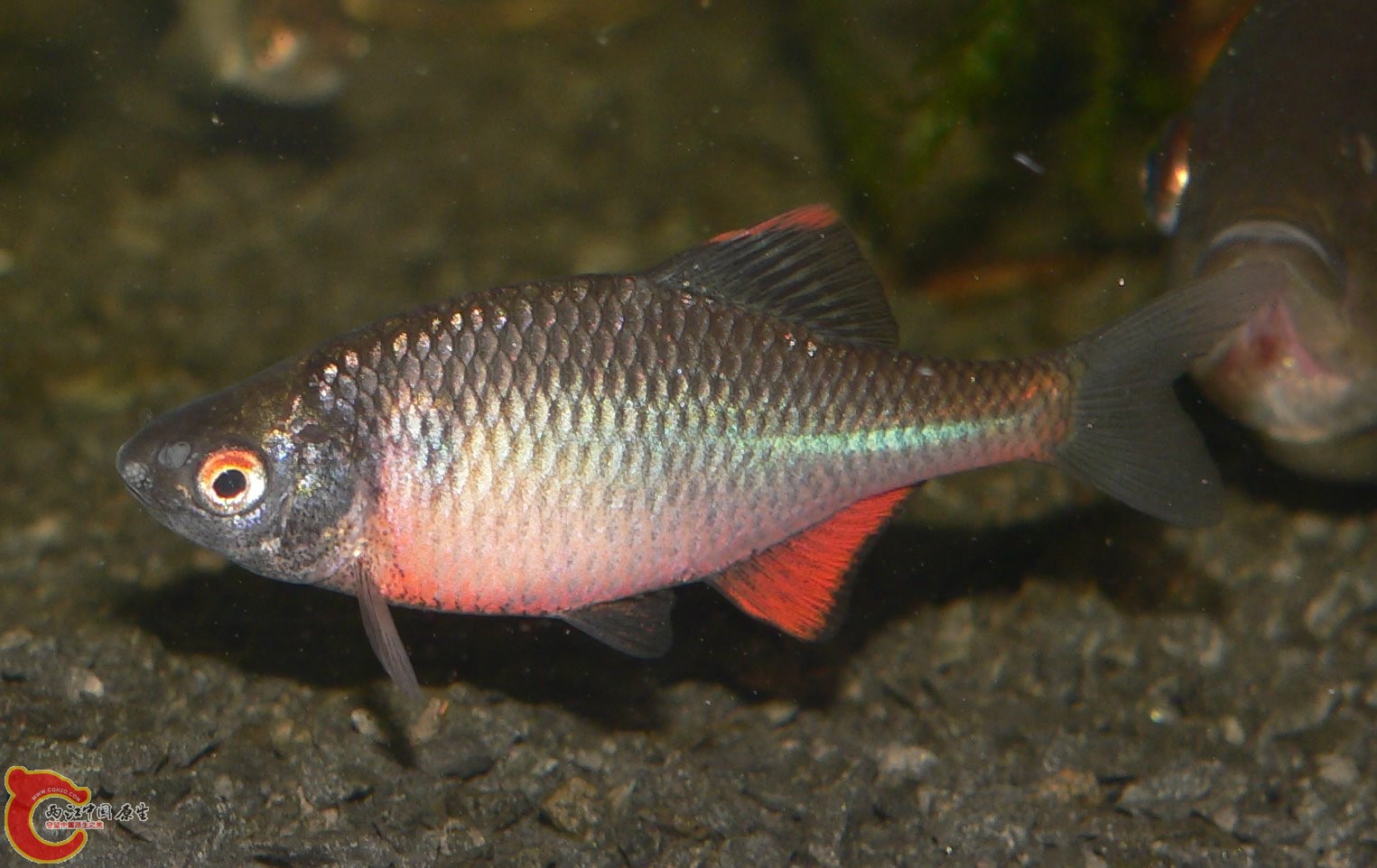 Rhodeus sericeus黑龙江鰟鮍.jpg