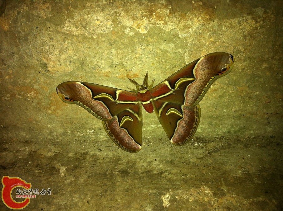 翼展十厘米的大蝶