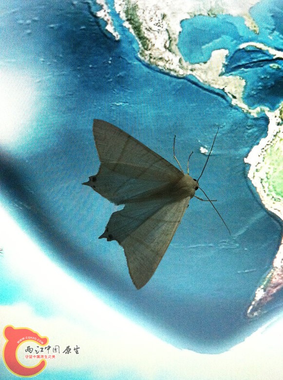 飞到笔记本上的娥