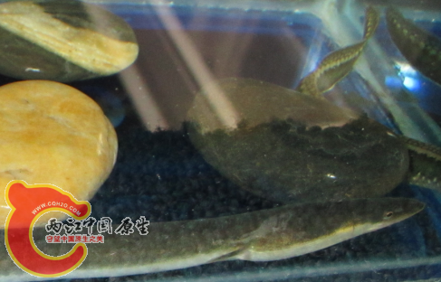 QQ截图20120517235710.png