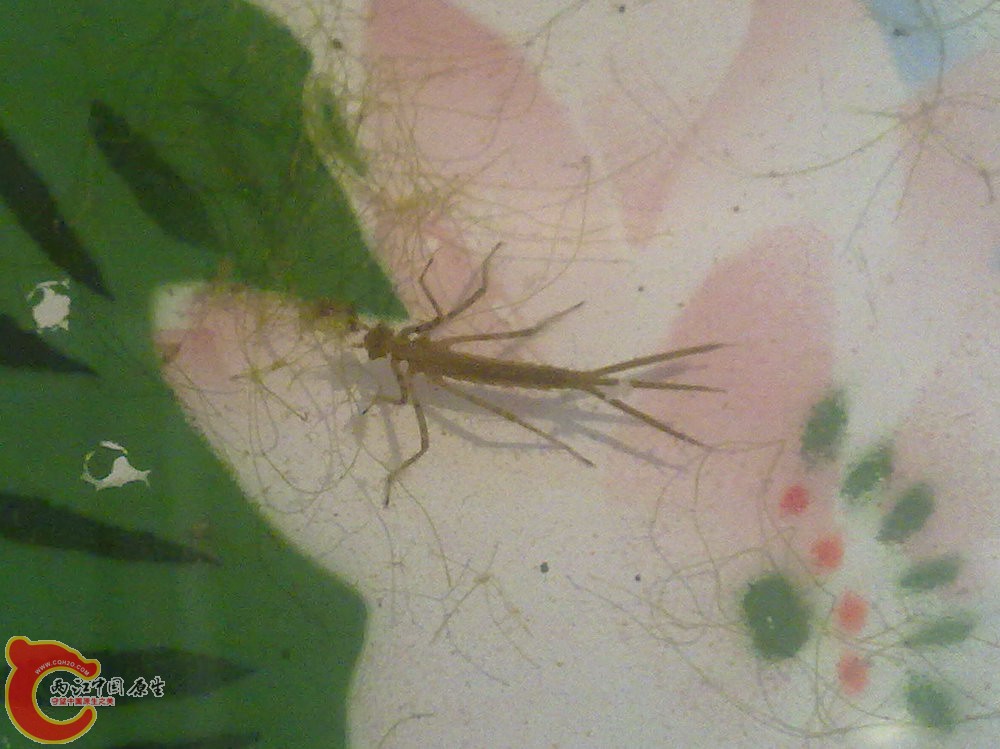 20120424-799-不知名的水昆虫.jpg