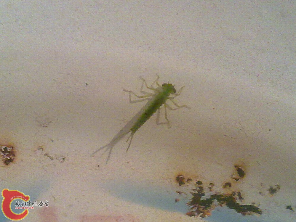 20120424-800-蜻蜓幼虫.jpg