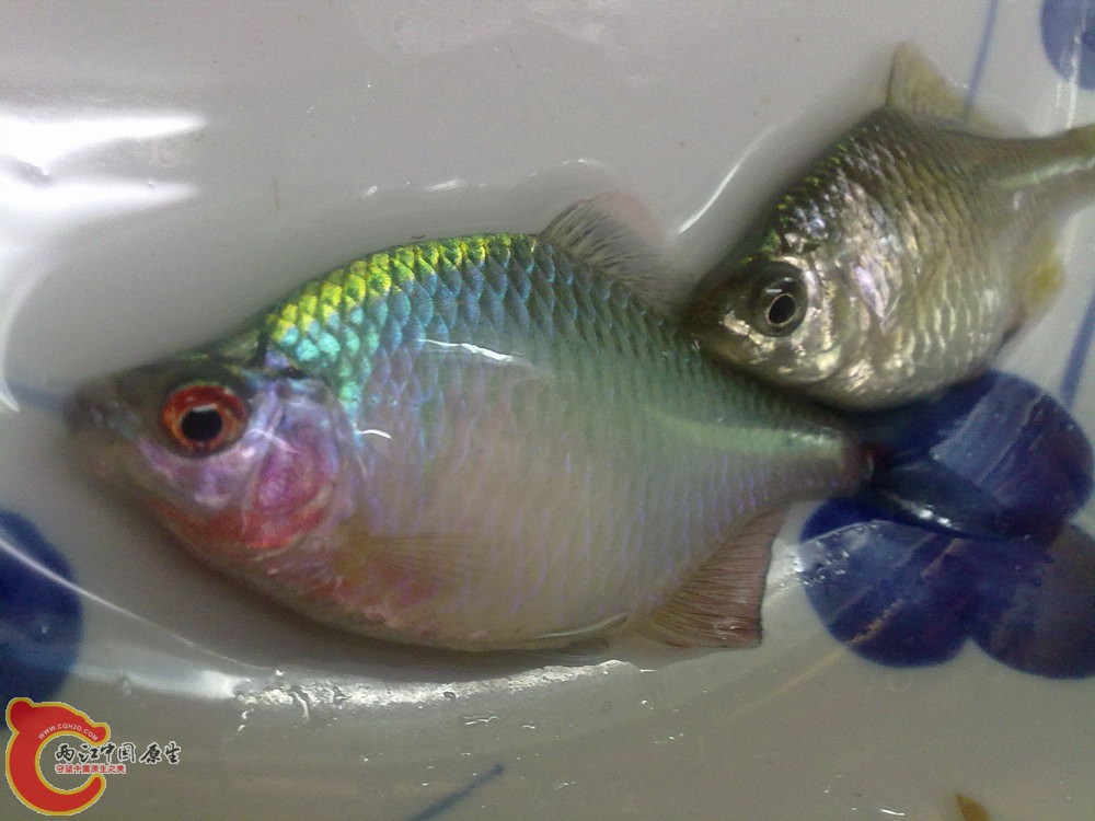 20120430-932-五彩鰟鮍？？？.jpg