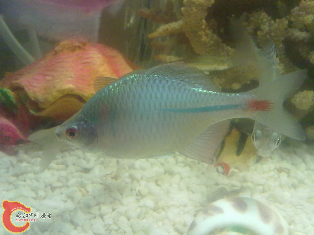 20120430-953-五彩鰟鮍？？？.jpg