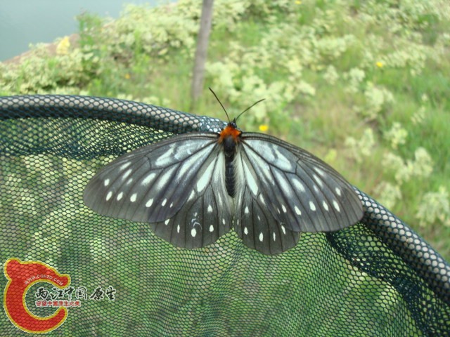 DSC01126.JPG