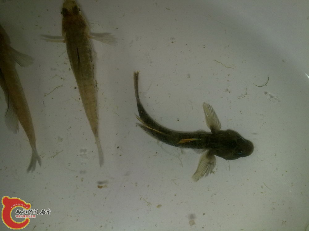 另外一条是黄幼