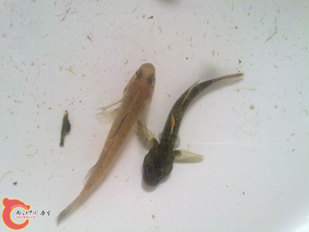 另外一条是黄幼