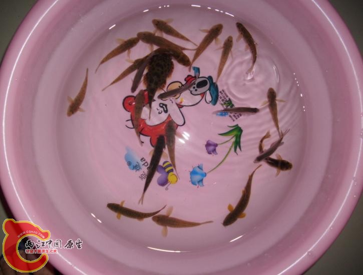 shouhuo1.JPG