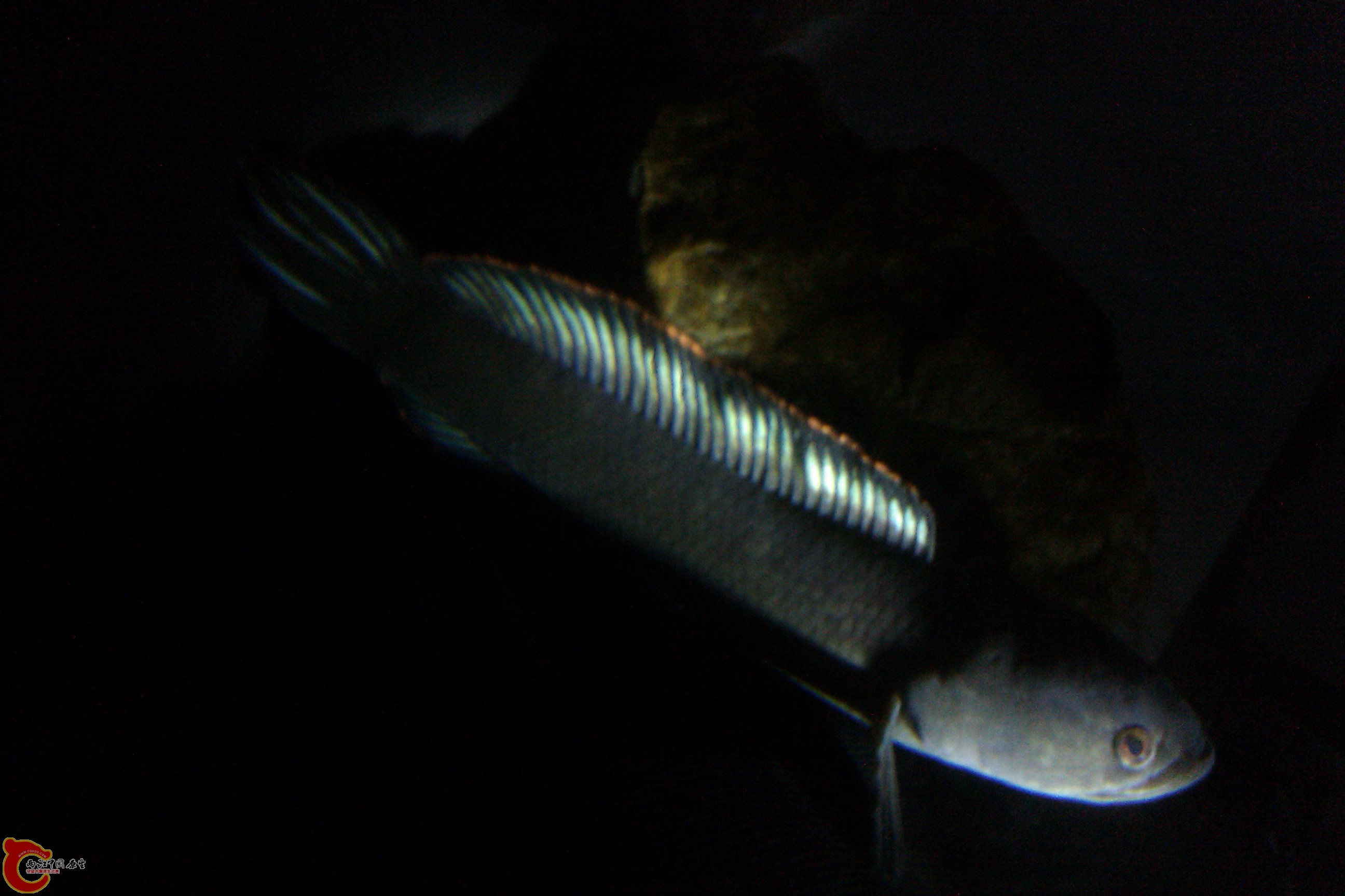 IMAG0414.jpg