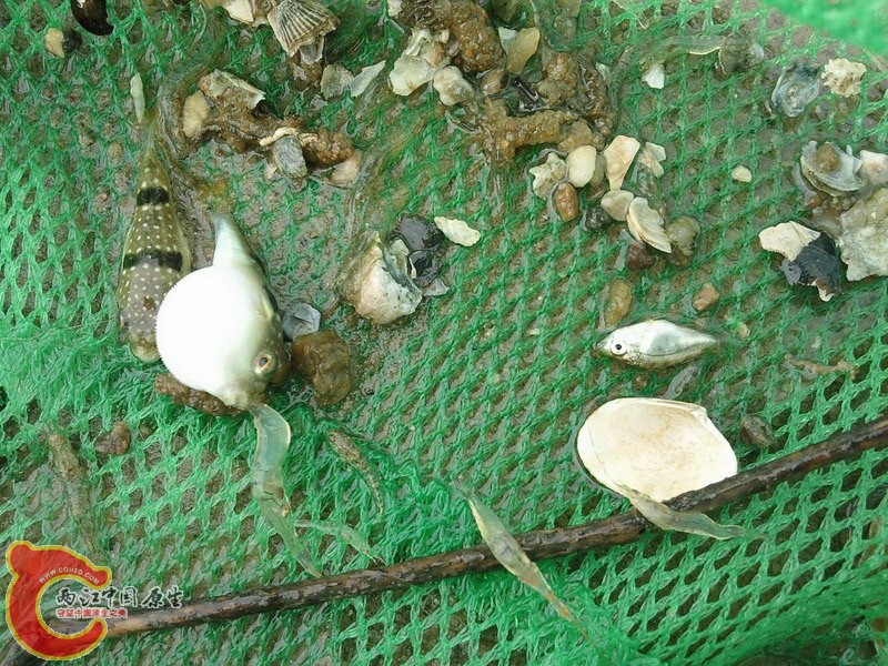 小河豚第二抄.jpg